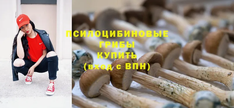 Псилоцибиновые грибы Psilocybe  Энем 